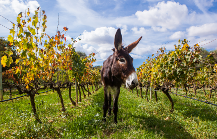 Nachhaltigkeit im Weinbau